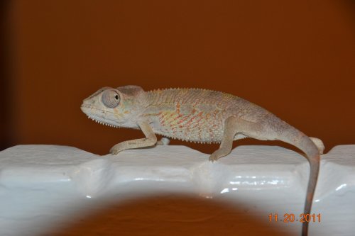 DSC_1046.jpg