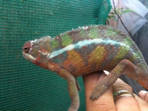11-20male#1.jpg
