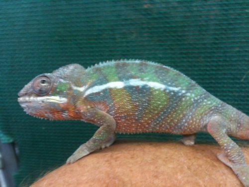 11-20male#2.jpg