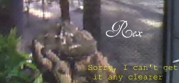 rexxy.jpg
