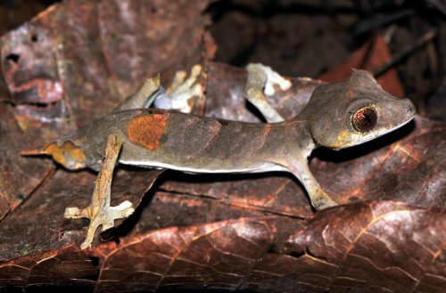 Uroplatus ebenaui.jpg