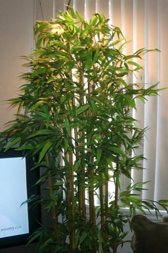 Simone's jungle.jpg