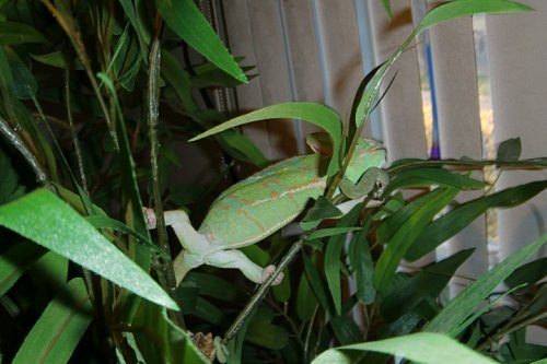 climbing in jungle 1.jpg