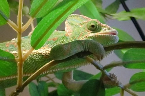 liking the bamboo.jpg