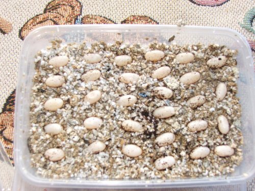 before hatched.jpg
