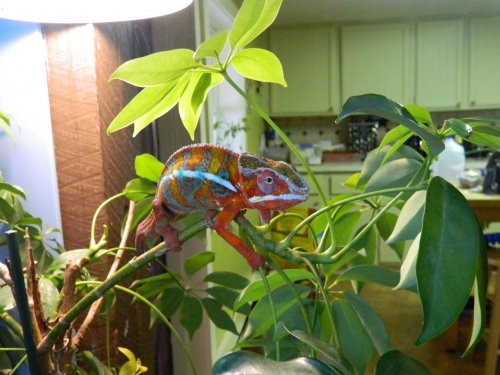 DSCN0785.jpg