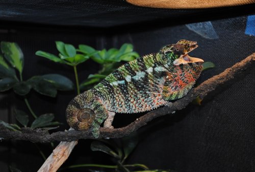 DSC_0209.JPG