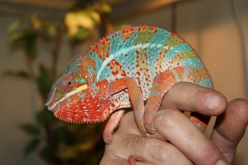 Skittles (sire).JPG