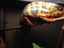 Thunderbolt (sire)2.jpg