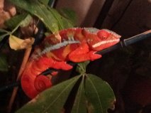 Tapatio (sire).jpg