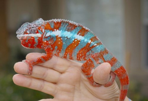 Ambilobe-flashjrfromAmazingBlue.jpg