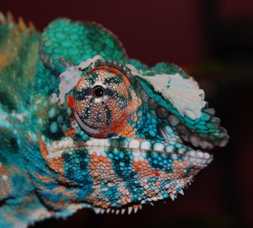 various chams. 004.jpg