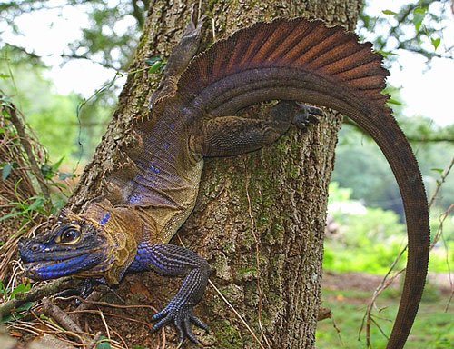 sailfin-dragon.jpg
