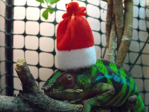 santa.jpg