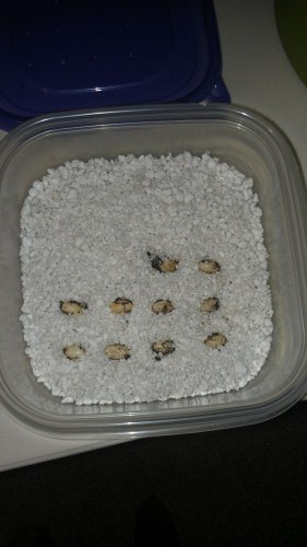IMAG0433.jpg