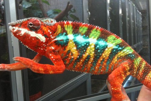 Copy of Lucifer Jr..jpg