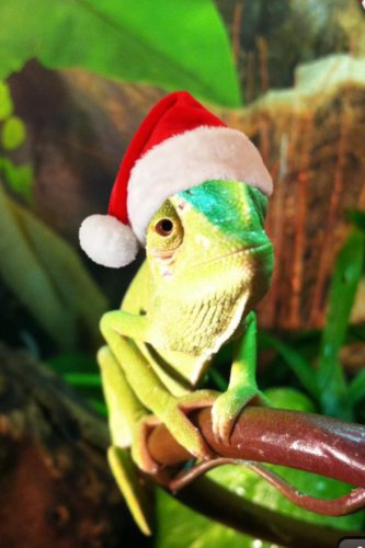 olive christmas.jpg