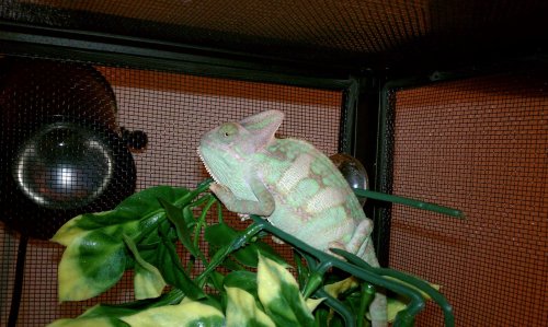 Celo before shedding.jpg