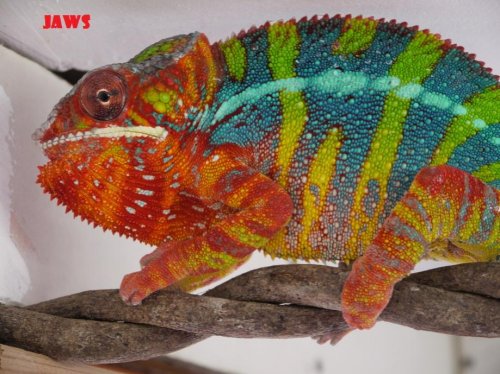 screamer nov 2011 706.jpg