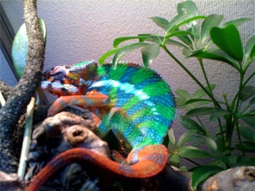franklin hiding.jpg