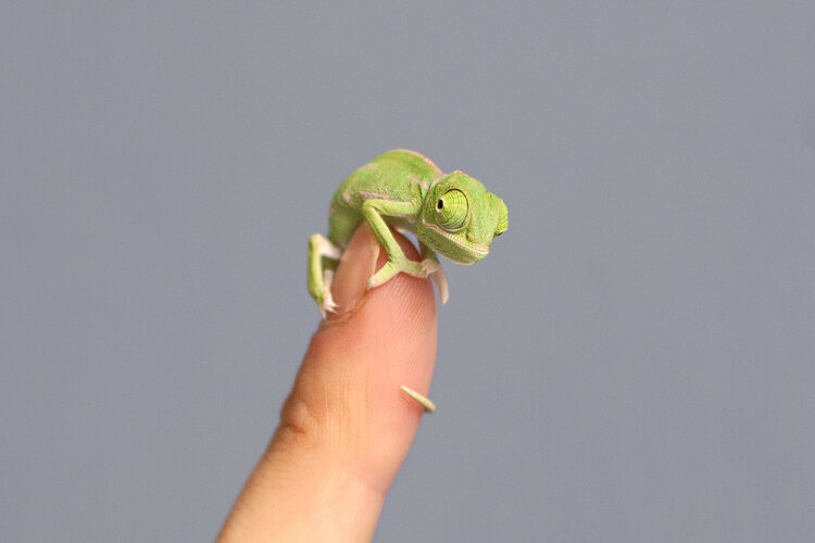 Why NOT to get a baby chameleon from a Big-box pet store