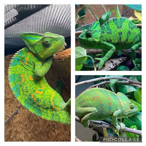 Veiled Chameleon Laying 101