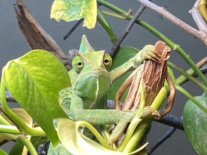 Veiled Chameleon Laying 101