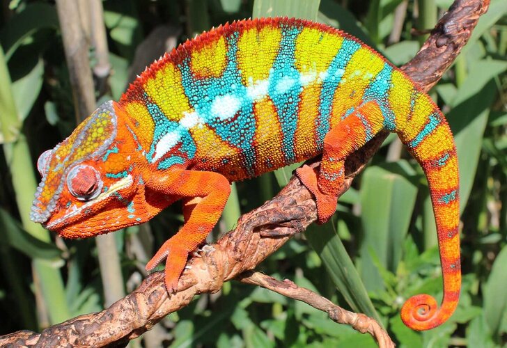 AjaxAmbilobePantherChameleon6.jpg