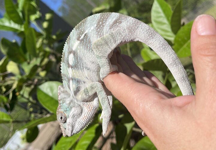 White Chameleon C.jpg