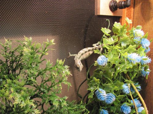 Ernie after 2 weeks 001.jpg