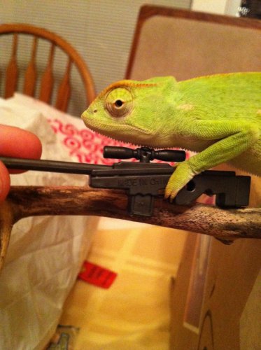 karmagun.jpg