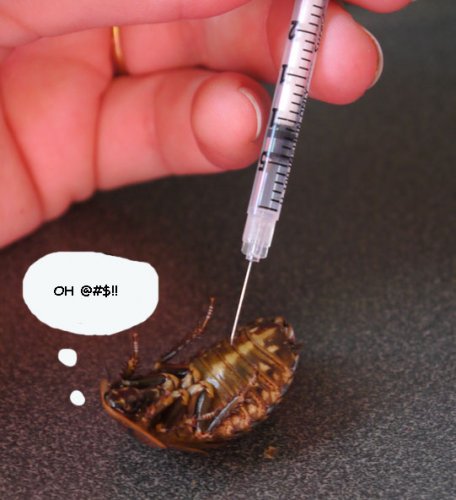injected roach.jpg