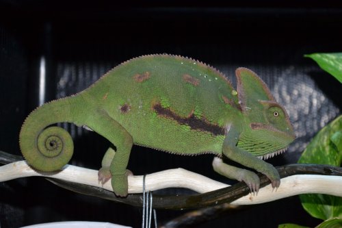 DSC_0037.jpg