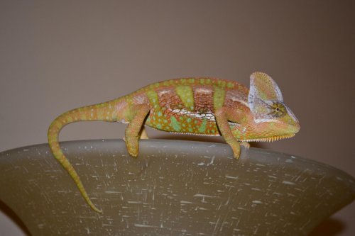 DSC_0033.jpg