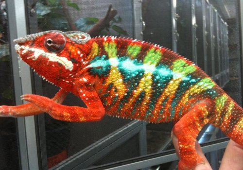 Copy (2) of Lucifer Jr..jpg