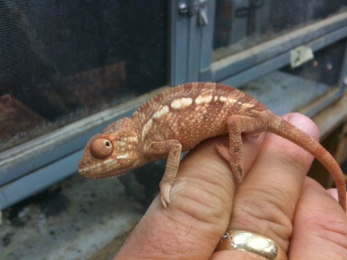 lucifer femalenew.jpg