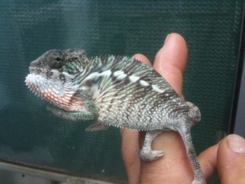Taz 3 monthmale.jpg