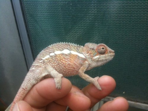 Taz 3month maleb.jpg