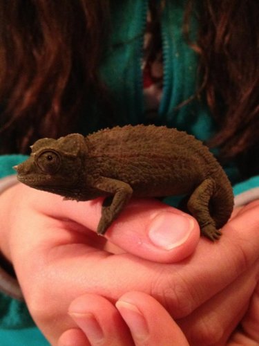 Cham contest December.jpg