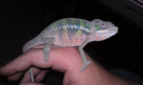 IMAG0202.jpg