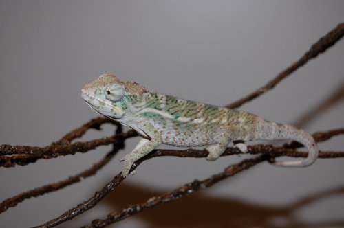 FALY BABY 006.jpg