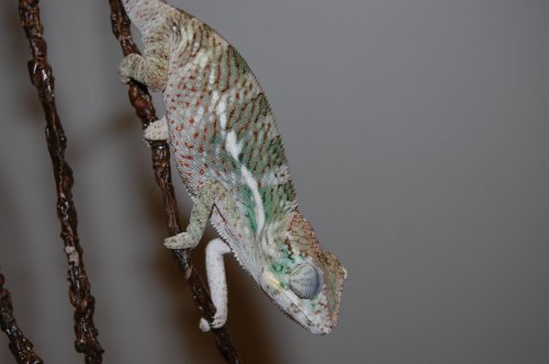 FALY BABY 008.jpg
