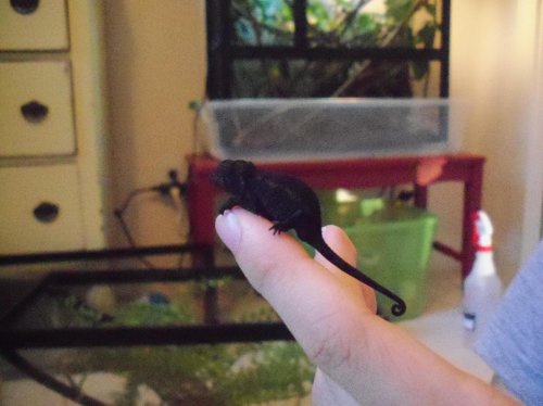 Baby for oct. contest.jpg