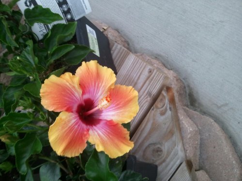 2011-10-25 07.18.13.jpg