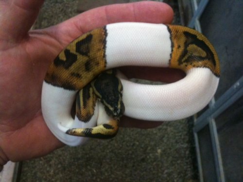 pied2.jpg