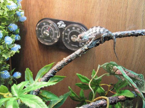 Ernie 1 week here 017.jpg