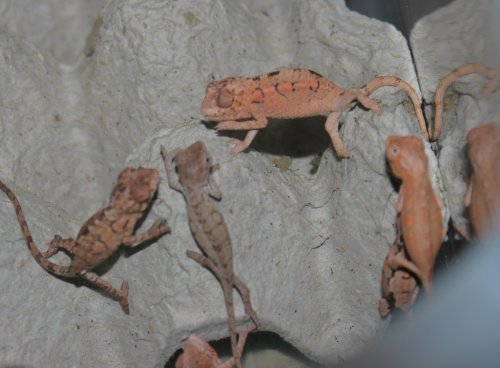 pink babies2.jpg