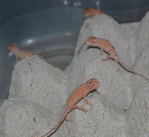 pink babies3.jpg