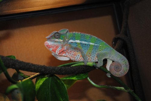 DSC_0461.jpg