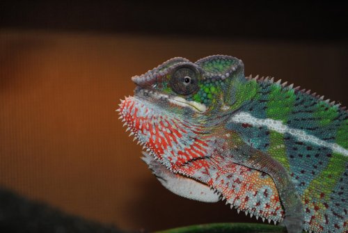 DSC_0464.jpg